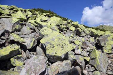 büyük liken dağ taş kaplı
