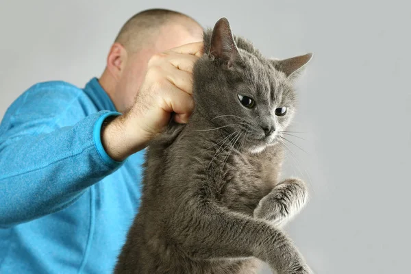 De schuld van de grijze kat gehouden door de scruff — Stockfoto