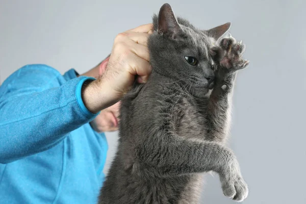 Schuldig grijze kat gehouden door de scruff — Stockfoto