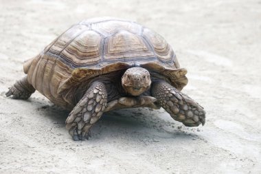 Kum üzerinde sürünerek büyük fil kaplumbağa