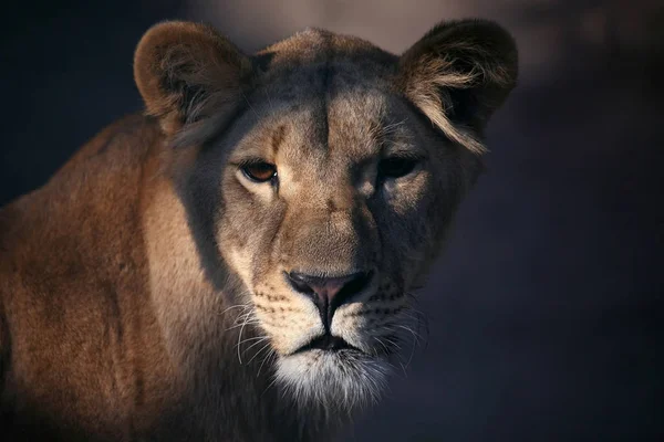 Retrato de una leona de cerca —  Fotos de Stock