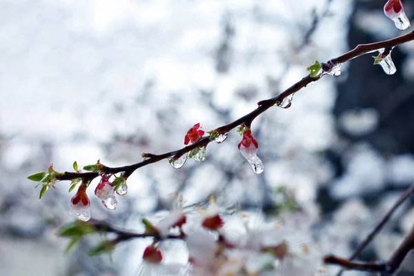 Kirschblüten Zweig mit Eis bedeckt — Stockfoto