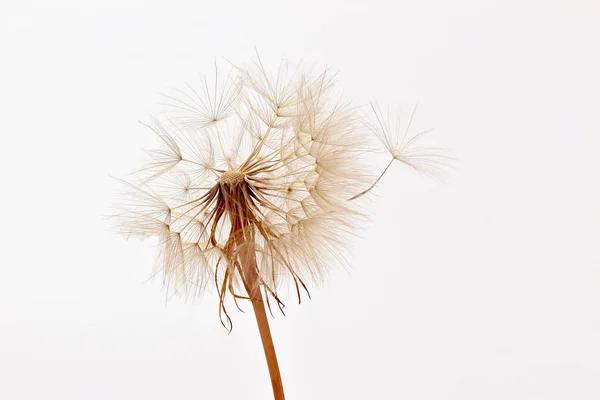 Diente de león y sus semillas voladoras sobre un fondo blanco — Foto de Stock