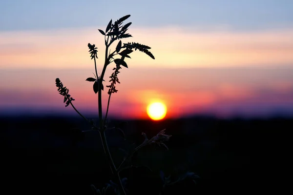Plantas silhueta flor contra o pôr do sol — Fotografia de Stock