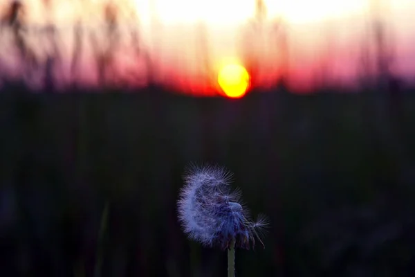 Silhouette of a dandelion flower against the setting sun — Stock Photo, Image