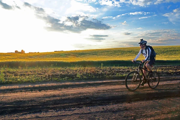 Bisikletçi gün ışığında buğday tarlaları boyunca bisiklet sürüyor.