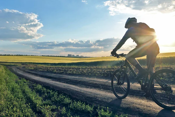 cyclist on bike rides along the fields of wheat in the sunlight