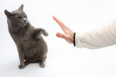 Gri kedi onun el pençeleri beyaz arka plan üzerinde yakaladı