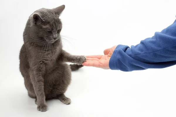 Szürke macska megragadta a kezét paws fehér háttér — Stock Fotó