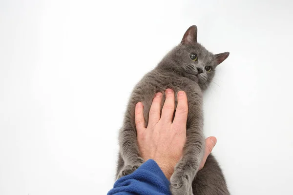 Gato gris agarró sus patas de la mano sobre fondo blanco — Foto de Stock