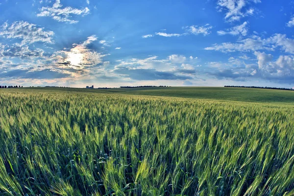 Juicy wheat field in bright sunlight — Stock Photo, Image