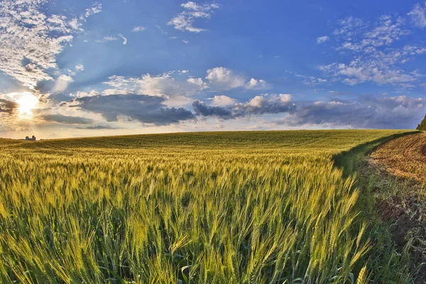 Campo de trigo jugoso en la luz del sol brillante — Foto de Stock