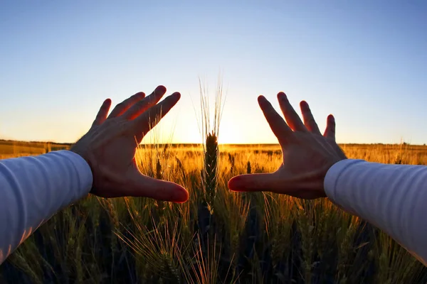 Mani con spighe di grano contro il sole al tramonto — Foto Stock