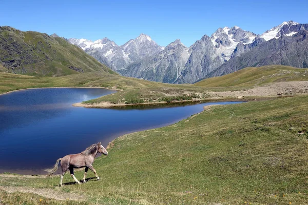the horse walking on the grass near the lake with mountains