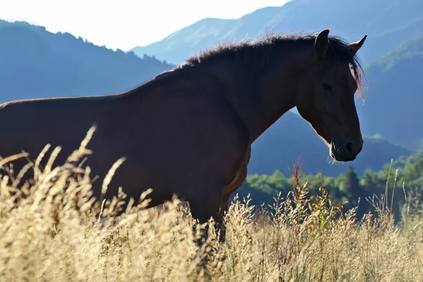 Лошадь стоит в траве на фоне горы — стоковое фото