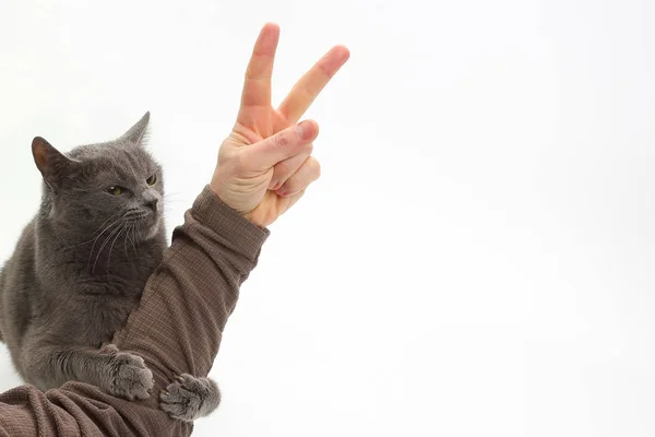 Szary kot przytulił ręka człowieka ze znakiem zwycięstwa — Zdjęcie stockowe