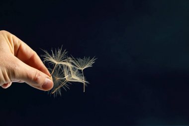 karahindiba tohumları koyu arka plan üzerinde uçan ile el