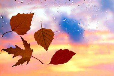 Hava yağmurlu bir arka plan üzerinde ıslak bir pencerede sonbahar yaprakları