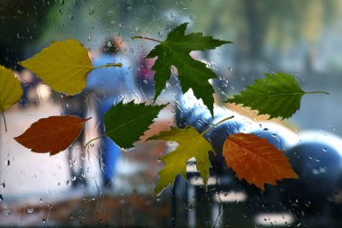 Hava yağmurlu bir arka plan üzerinde ıslak bir pencerede sonbahar yaprakları