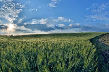 parlak gün ışığında sulu buğday tarlası