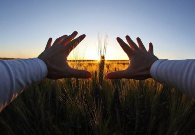spikelets buğday batan güneşin karşı elleriyle