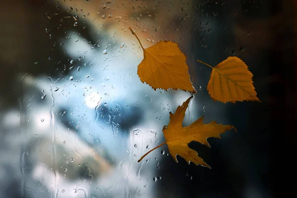 秋天的树叶在阴雨绵绵的天气背景上的湿窗口 — 图库照片
