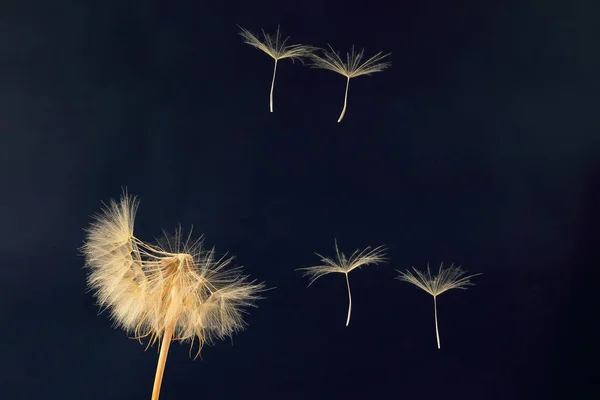 Diente de león y sus semillas voladoras sobre un fondo azul oscuro —  Fotos de Stock