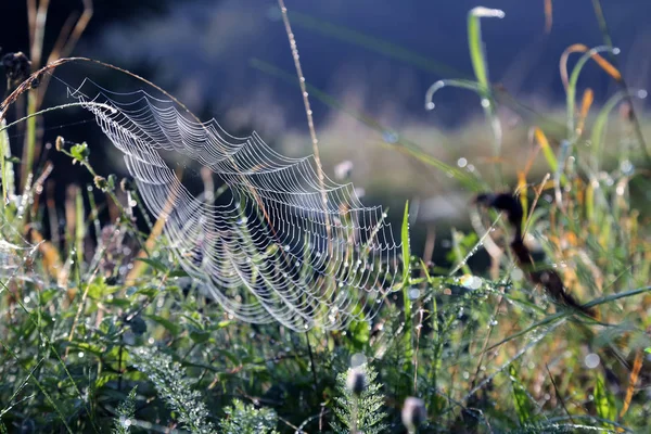 Cobwebs 在早晨草 — 图库照片