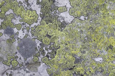 liken ile Taş dokusu