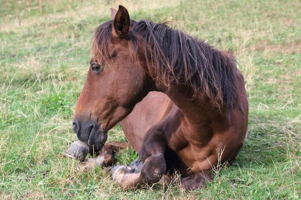 Лошадь отдыхает на траве после обеда — стоковое фото
