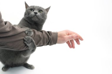 Gri kedi onun pençeleri beyaz arka plan üzerinde bir adamın elini sıktı.
