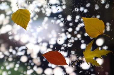 yağmurlu havalarda ıslak camına sonbahar yaprakları