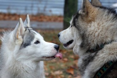 iki köpek doğurmak yürüyüşe husky