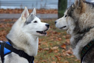 yürüyüşe husky köpek doğurmak