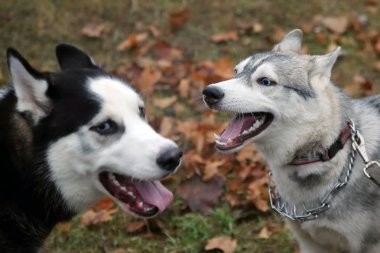köpek doğurmak husky bir yürüyüşe üzerinde başka bir köpek kayalar