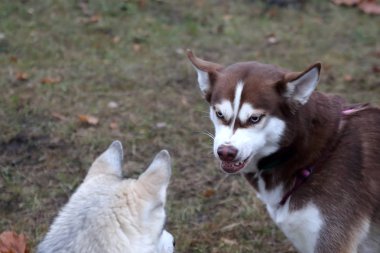 köpek doğurmak husky bir yürüyüşe üzerinde başka bir köpek kayalar