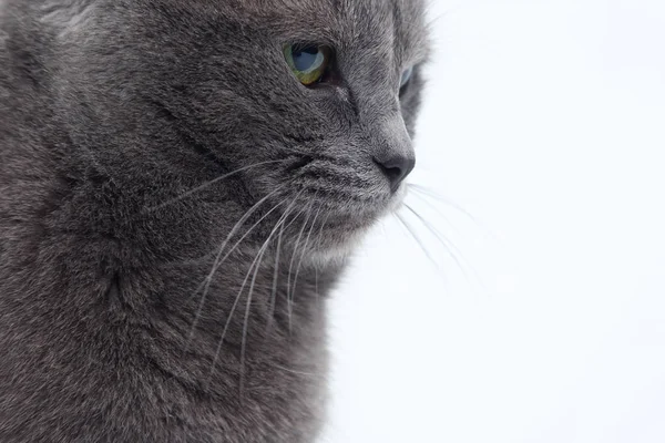 Studio ritratto di un bel gatto grigio su sfondo bianco — Foto Stock