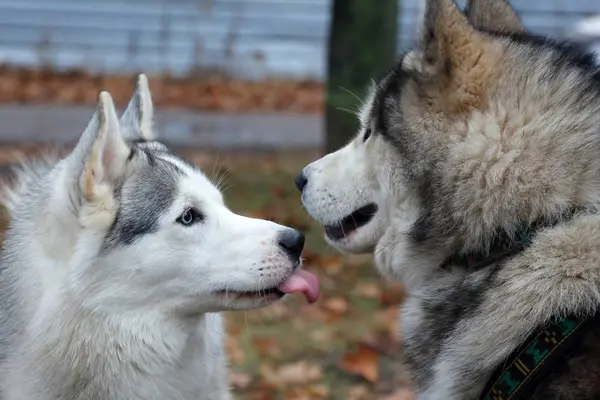 iki köpek doğurmak yürüyüşe husky