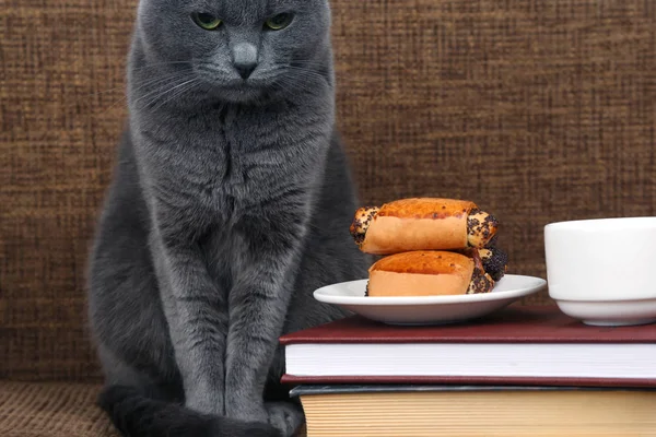 gray cat sitting near a white Cup of black coffee and rolls with
