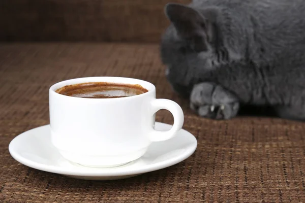 Gato gris durmiendo cerca de un blanco taza de café negro —  Fotos de Stock