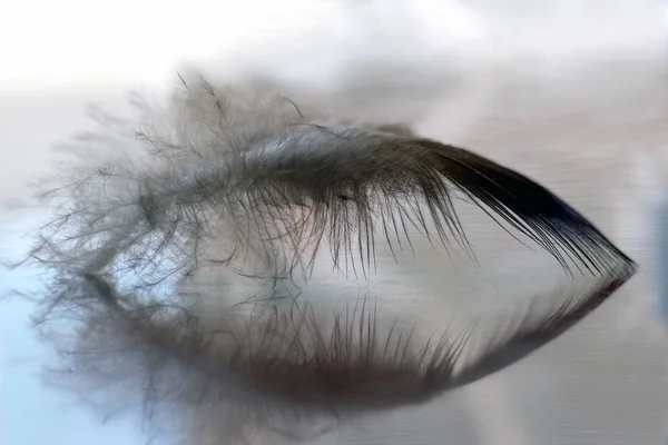Pluma de pájaro se encuentra sobre un fondo claro —  Fotos de Stock