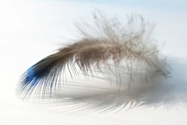 Pluma de pájaro de color se encuentra en una superficie blanca —  Fotos de Stock