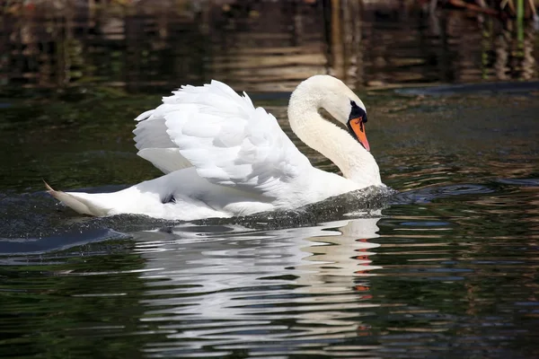 Galleggiante nello stagno bianco cigno — Foto Stock