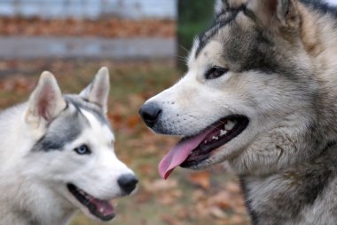 iki köpek doğurmak yürüyüşe husky