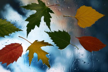 yağmurlu havalarda ıslak camına sonbahar yaprakları