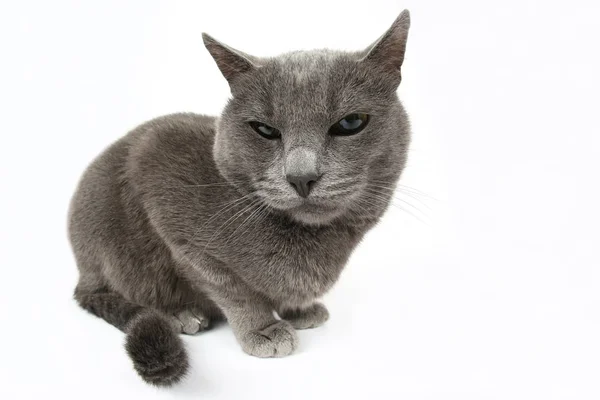 Retrato de estúdio de um belo gato cinza no fundo branco — Fotografia de Stock