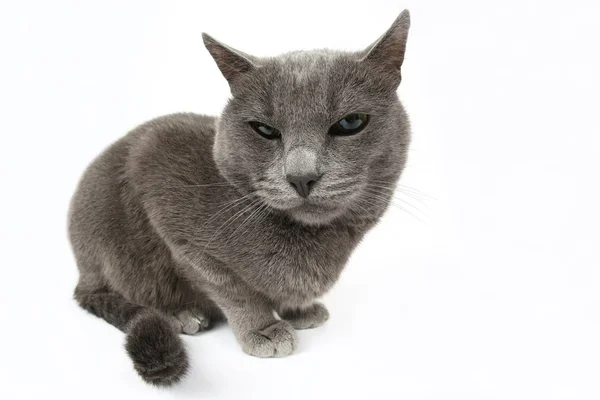 Retrato de estúdio de um belo gato cinza no fundo branco — Fotografia de Stock