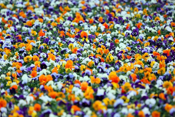 Parterre de fleurs avec différentes culottes de fleurs — Photo