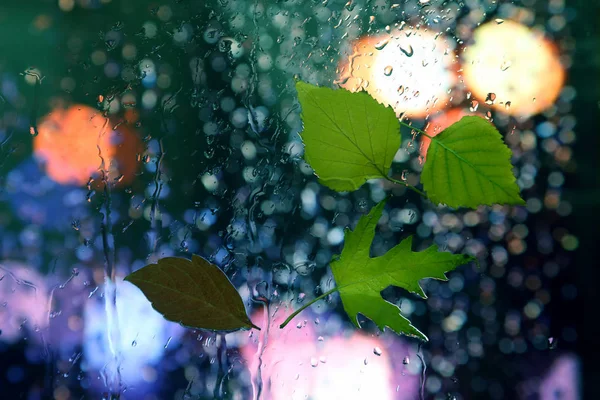 Зеленые листья на стекле в дождливую погоду — стоковое фото