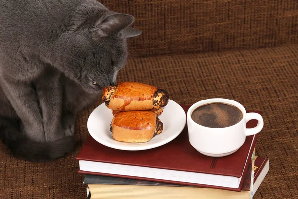 Сірий кіт пахне рулетами з маковим насінням біля чашки кави — стокове фото
